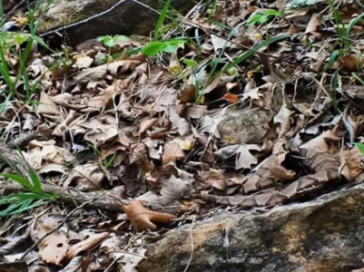 Can you spot the snake hiding in leaves?