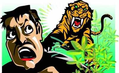 Tiger claims 1st human in Maha Pench after 3-year lull
