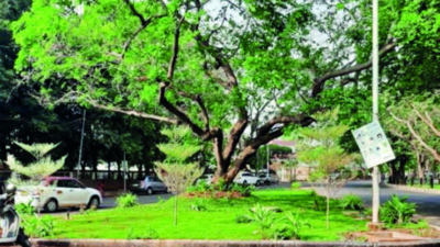 Civic body plans to convert all Chennai parks into sponges