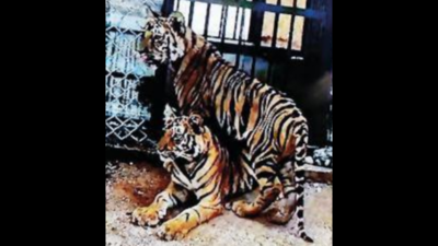 Pench: Maharashtra's Pench reserve starts rewilding of two orphan tiger  cubs | Nagpur News - Times of India