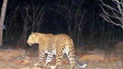 Big Cat Causing Terror In Sunabeda Sanctuary Turns Out To Be Leopard ...