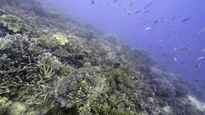 NGOs slam missed chance to prevent seabed mining