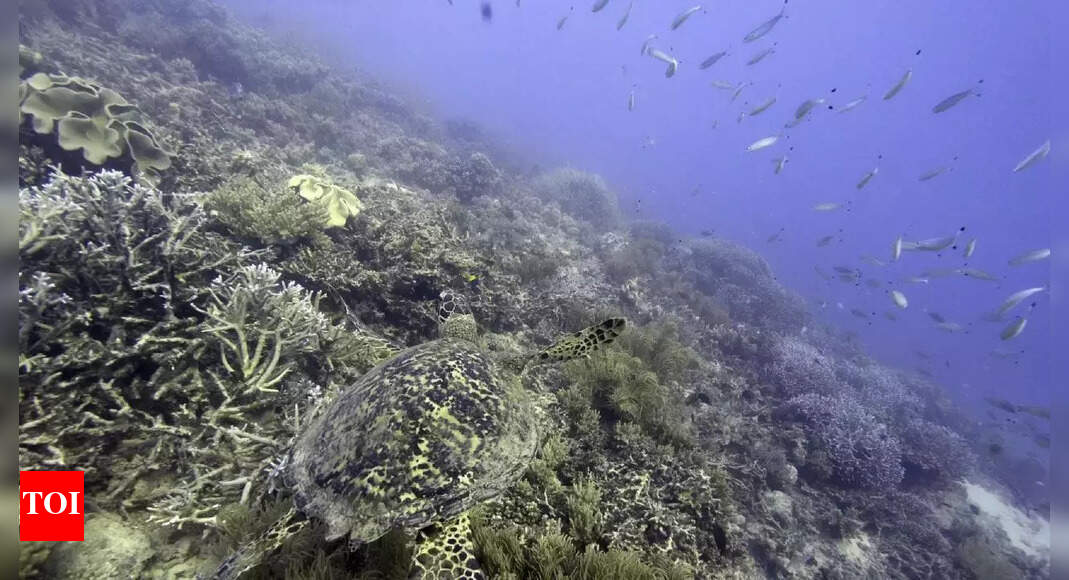 Ocean Advocates: NGOs slam missed chance to prevent seabed mining ...