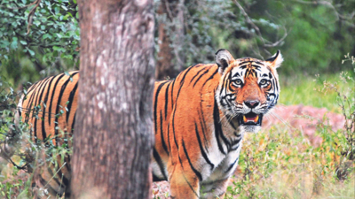 Hunting community joins conservation efforts in Ranthambore