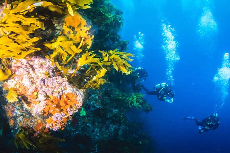 Poor Knights Islands Marine Reserve, Northland 