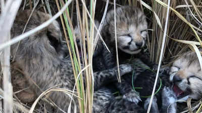 Siyaya, cubs to be icons of India’s Cheetah conservation success