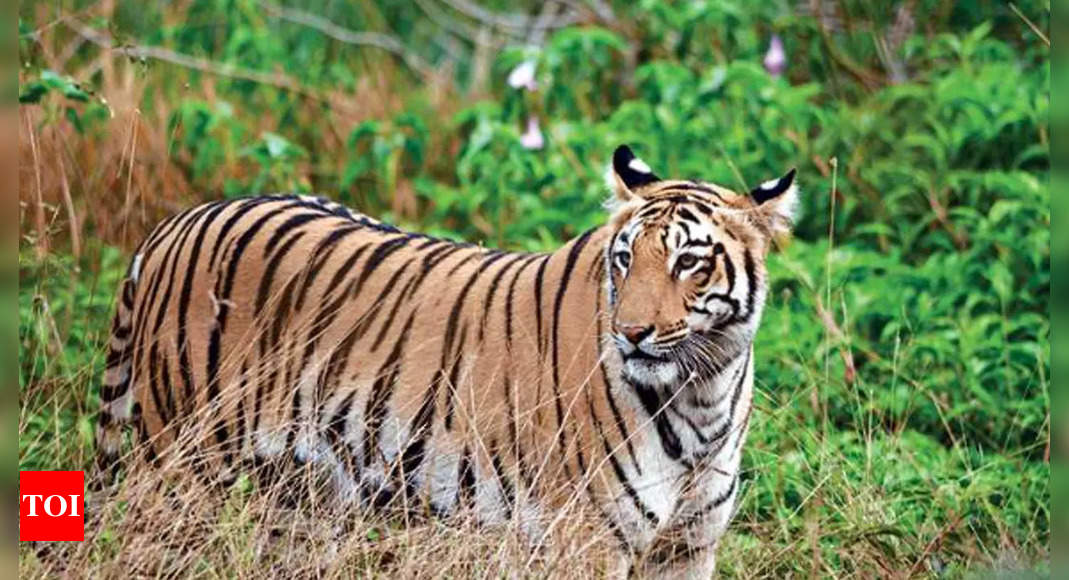 When Tadoba’s loss proved to be Melghat’s gain | Nagpur News - Times of ...