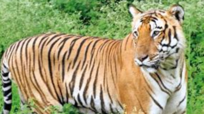 Bengal Tiger Line's new owners focus on growth