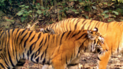 5-time jump in number of tigers at Bihar's Valmiki Tiger Reserve in 13 years