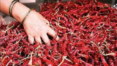 Rain damages 14,000-acre of red chilli crops