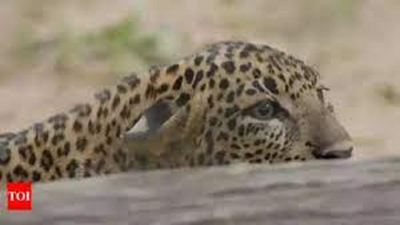 Shepherd asleep near sheep injured in leopard attack