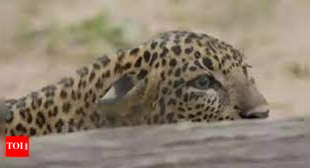 Shepherd asleep near sheep injured in leopard attack | Pune News ...
