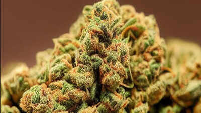 Chennai cops seize 81kg ganja worth Rs 48 lakh