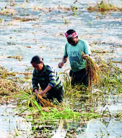 Pre-monsoon rain raises hopes for good harvest