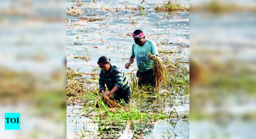 प्री-मानसून बारिश ने जगाई अच्छी फसल की उम्मीद |  गुवाहाटी समाचार – टाइम्स ऑफ इंडिया
