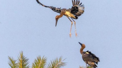 Black-necked storks on the decline, but Dhanauri now home to 3 chicks