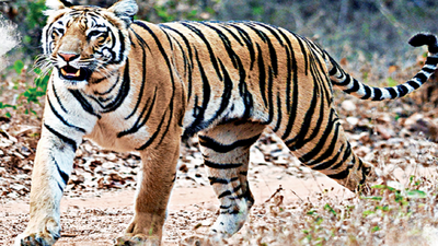 ‘Private protected forests best option for future of project Tiger’