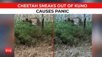Watch: Cheetah from Namibia sneaks out of Kuno National park, causes panic in MP village
