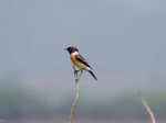 Hundreds of avian enthusiasts compete in Goa bird race