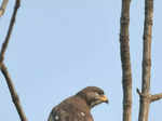 Hundreds of avian enthusiasts compete in Goa bird race