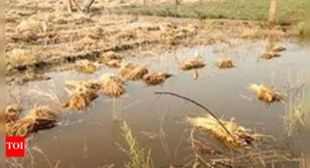 Over 25,000 farmers suffer crop loss in Agra region due to 136 excess