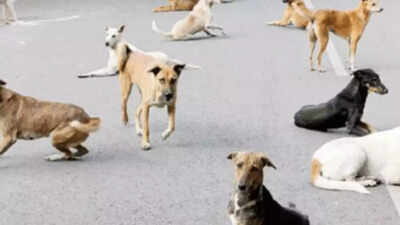 UP shrine says ‘no puja services if you feed strays’