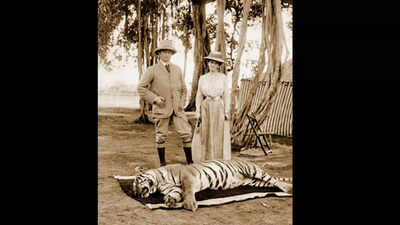 South tigers healthier, but archives show those in north India mightier