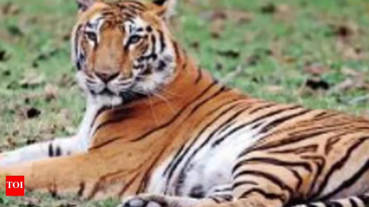 Past, present, future: Tigers tribulations in undivided Punjab |  Chandigarh News - Times of India