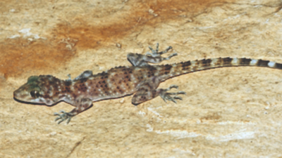 New gecko species named after Vindhya hill range