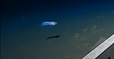 Deepest ever fish caught on camera off Japan
