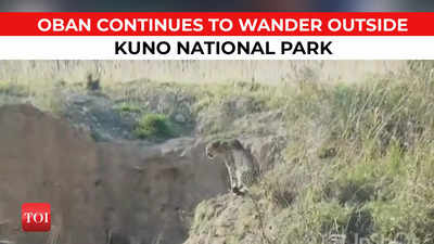 Cheetah Oban continues to roam outside Kuno National Park, panic grips area