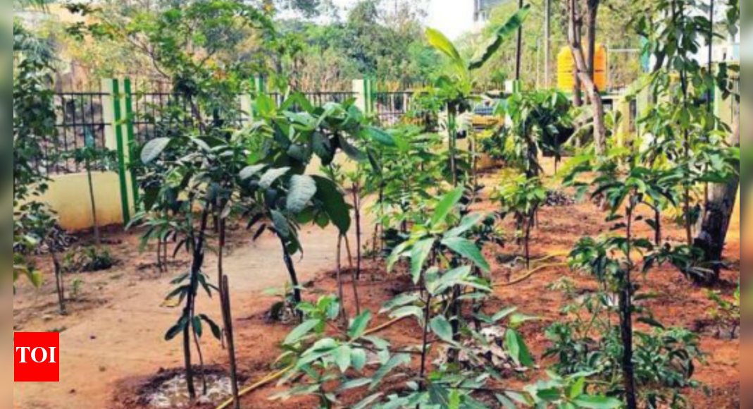 Native trees to grow green cover in parks in Chennai Chennai News