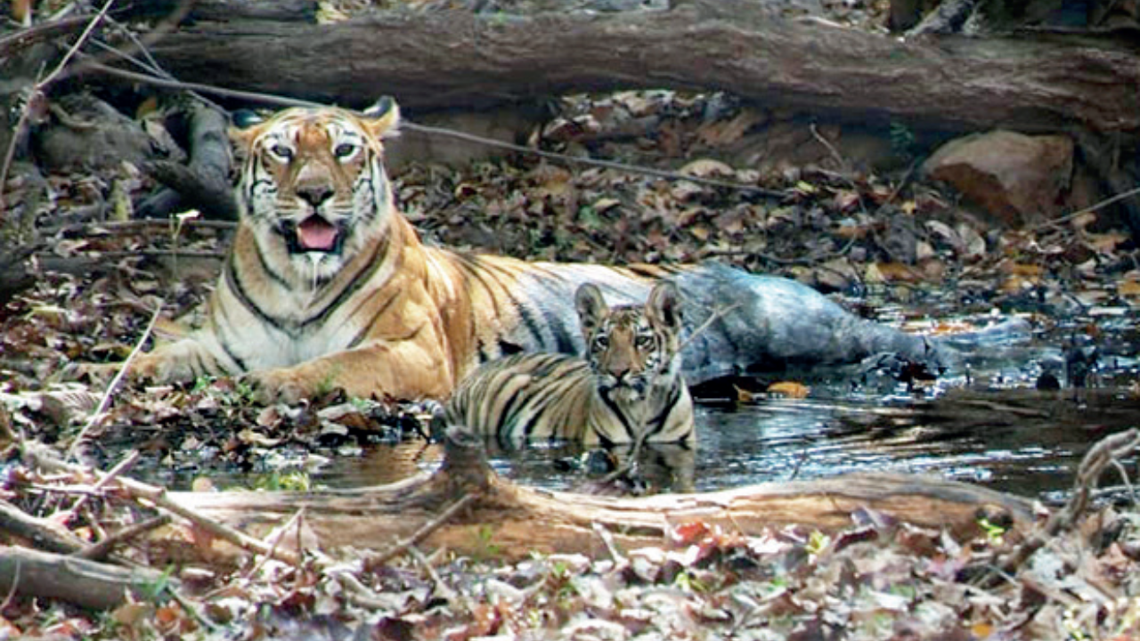 Thai zoo under fire after poked tiger video goes viral