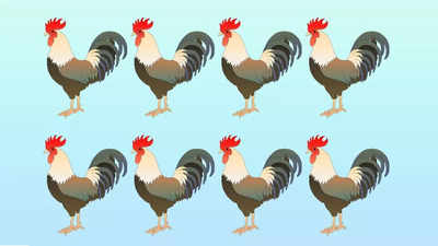 IQ Test: You have eagle eyes if you can spot the odd chicken at the farm in 10 seconds