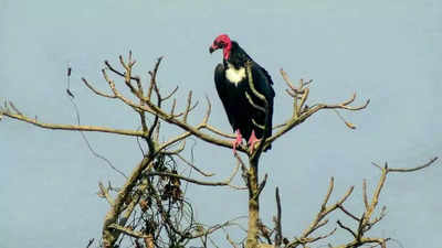 World's first conservation, breeding centre for Asian king vultures ready in UP's Maharajganj