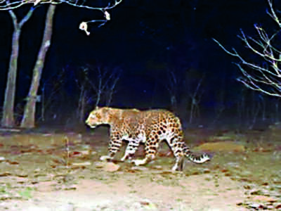 With man-eater leopard on prowl, forest department arms up with gas guns