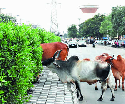 Death by cattle: Kin send notice to Vadodara Municipal Corporation