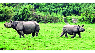 ‘Assam has failed to clear up mismatch in rhino count’