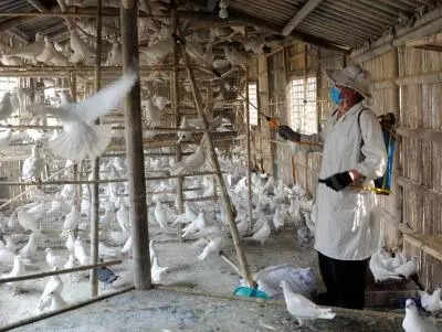 Bird flu is so bad that Japan’s running out of land to bury chickens