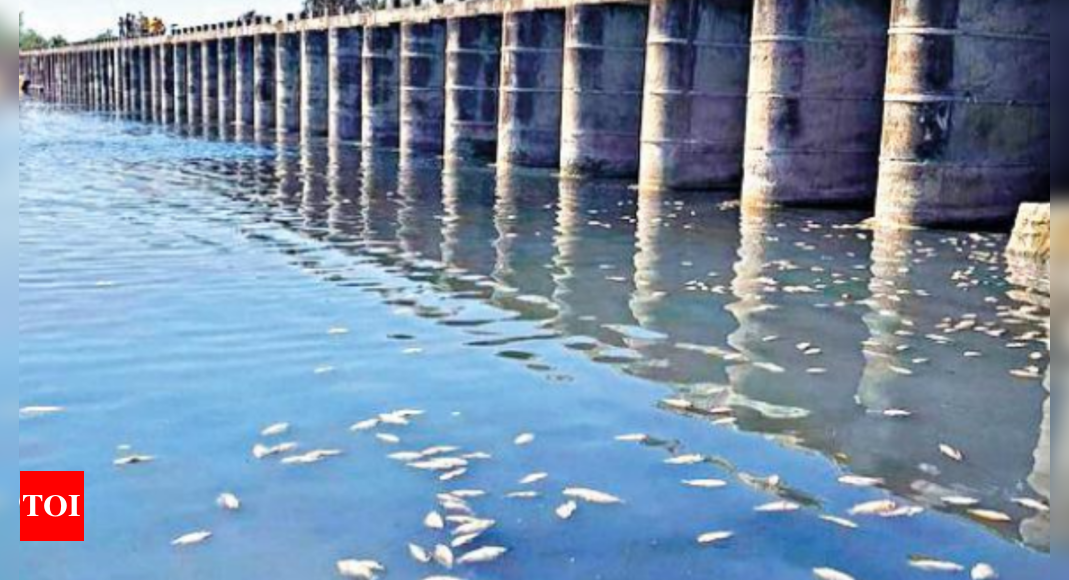 Nira: Thousands Of Dead Fish Found Floating In Nira River | Pune News ...