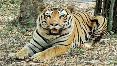 For a stint in Nallamala reserve, forest officers read old tiger's tale