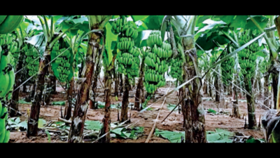 Andhra Pradesh records 200-fold rise in banana export
