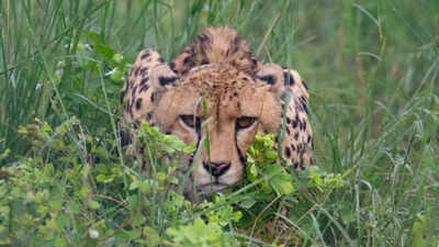 Cheetah Asha also moves out of Kuno as officers consider darting 'Oban'