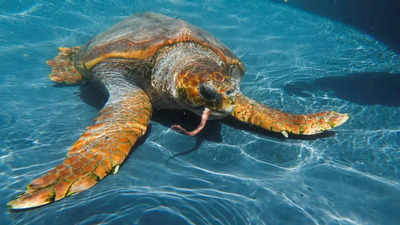 Is global warming helping loggerhead turtles colonise the Med?