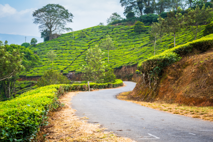 Kochi to Munnar