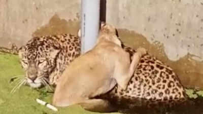 Leopard and dog trapped in borewell in Uttarakhand's US Nagar, rescued