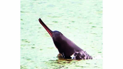 Chambal sanctuary sees 35% rise in dolphin count