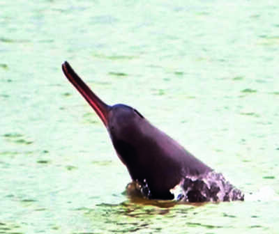 Chambal sanctuary sees 35% rise in dolphin count