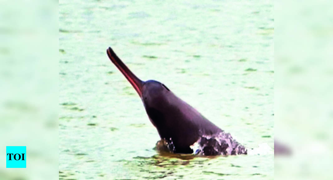 West Bengal set for Gangetic dolphin census, Science & Environment News