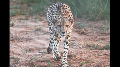 Now, cheetah Asha follows boyfriend Oban out of Kuno National Park